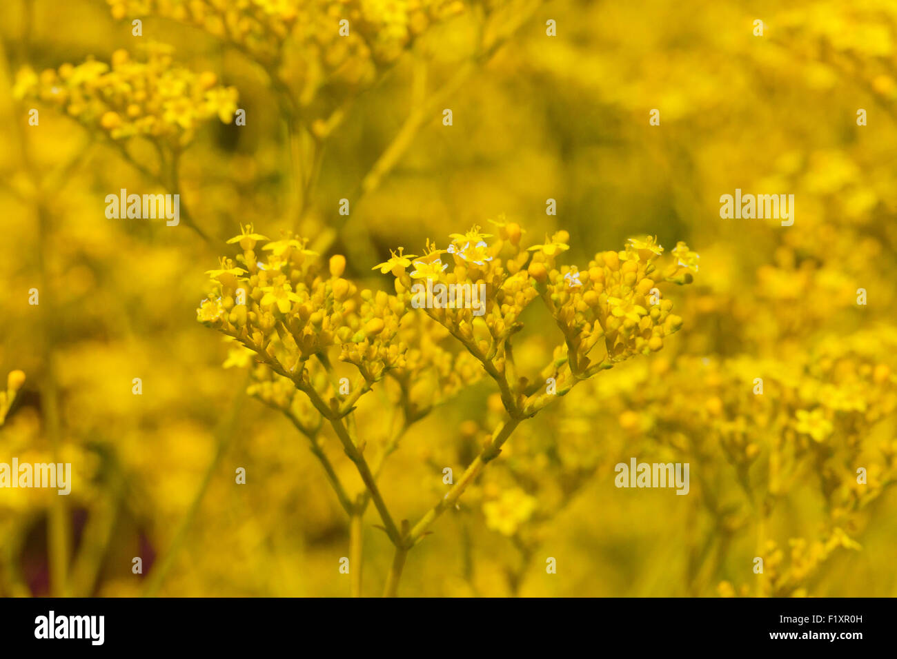 Patrinia Scabiosifolia Blumen Stockfoto