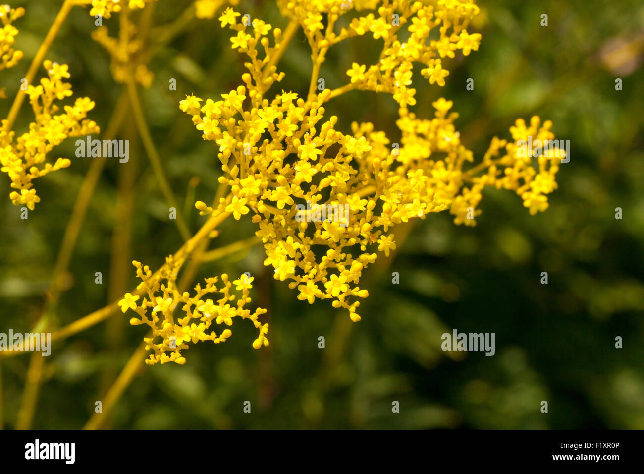 Patrinia Scabiosifolia Blumen Stockfoto