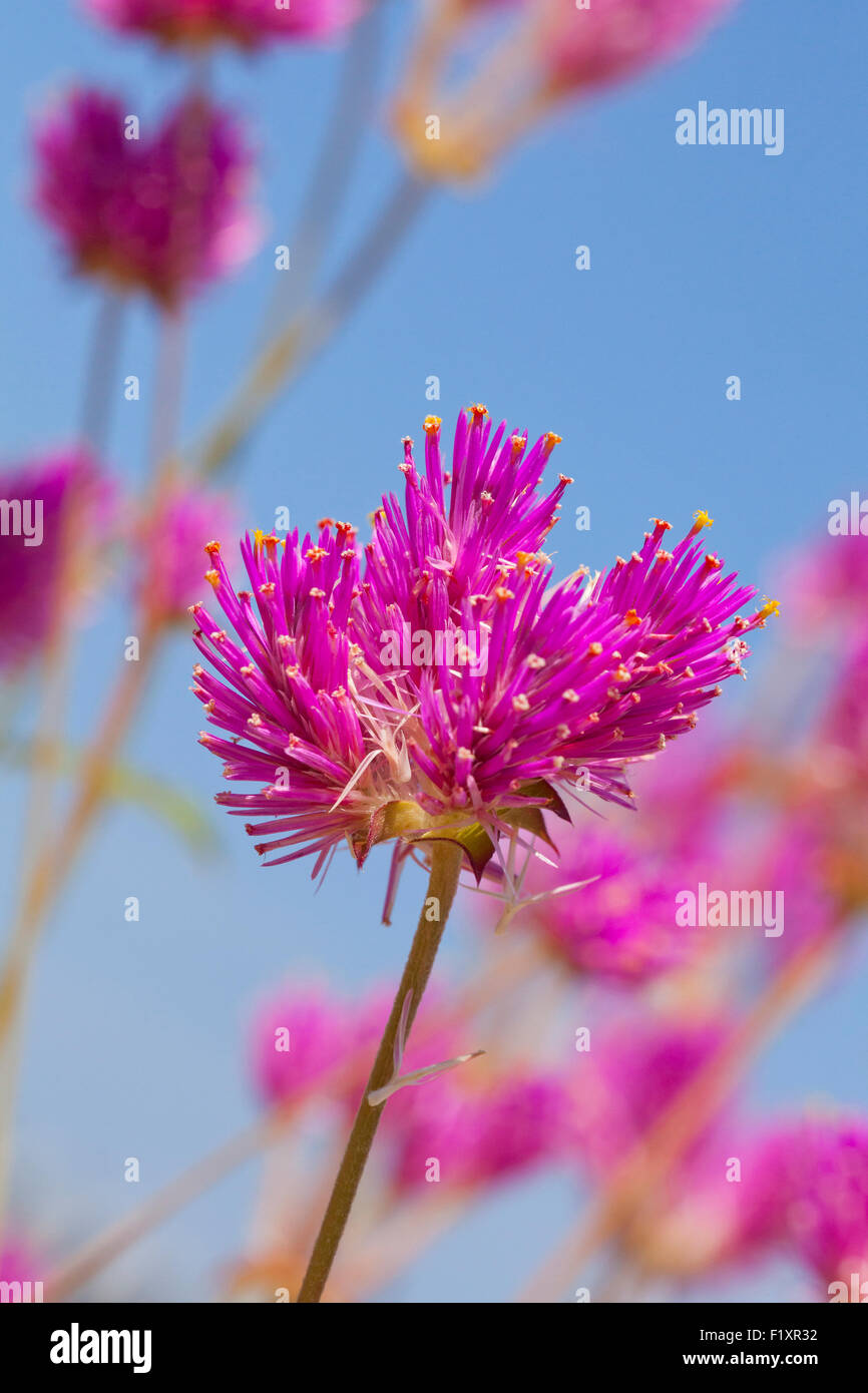 Globus amaranth Blume (Gomphrena Nana) - USA Stockfoto