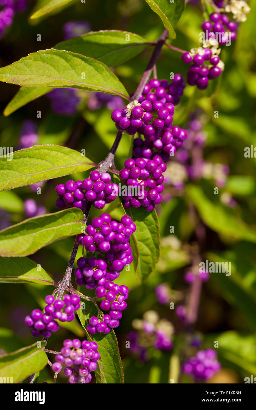 Lila Schönheit-Beere 'Issai' Pflanze (Callicarpa Dichotoma) Stockfoto