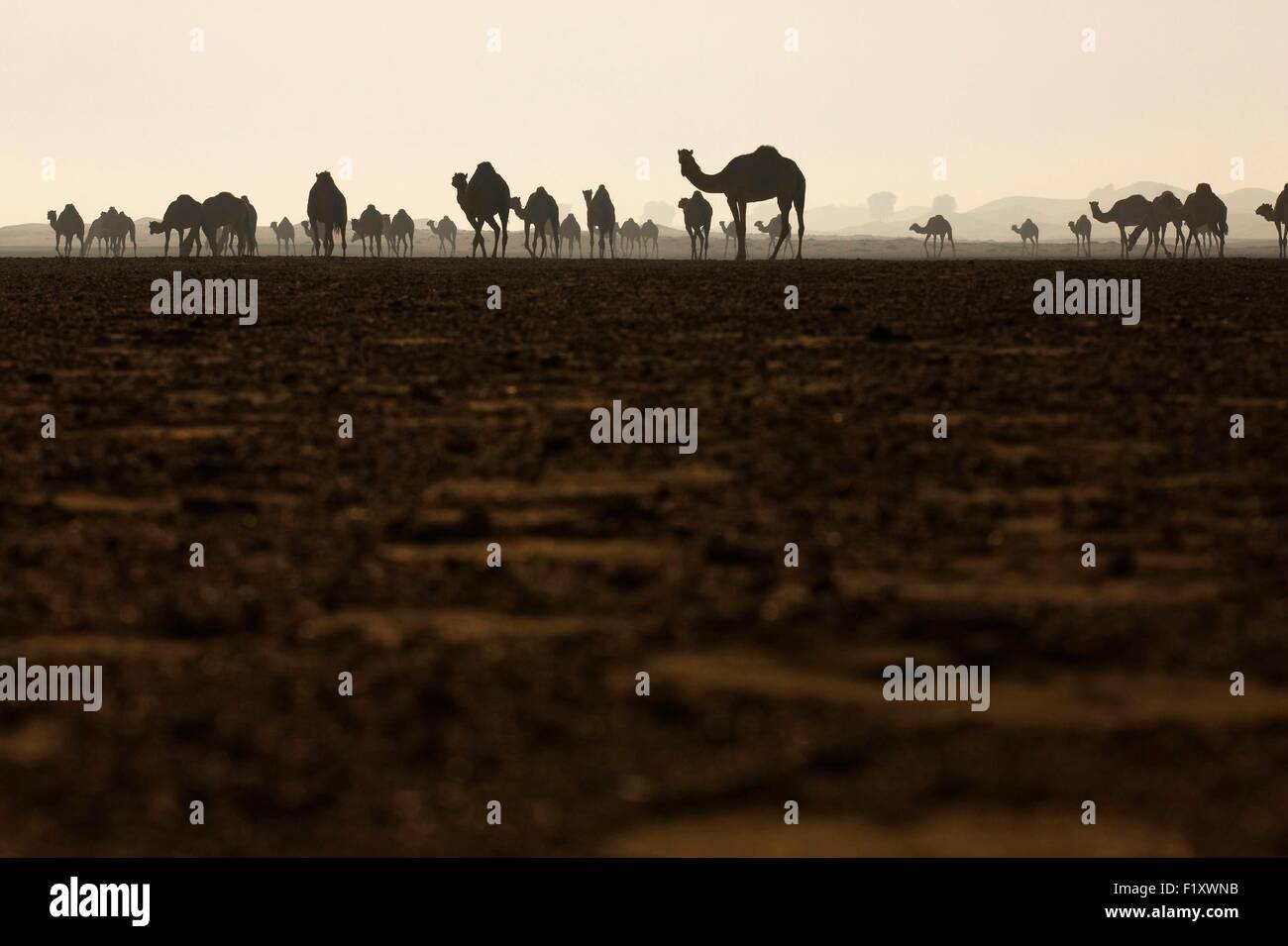 Vereinigte Arabische Emirate, Dubai, Wüste, Kamel Stockfoto