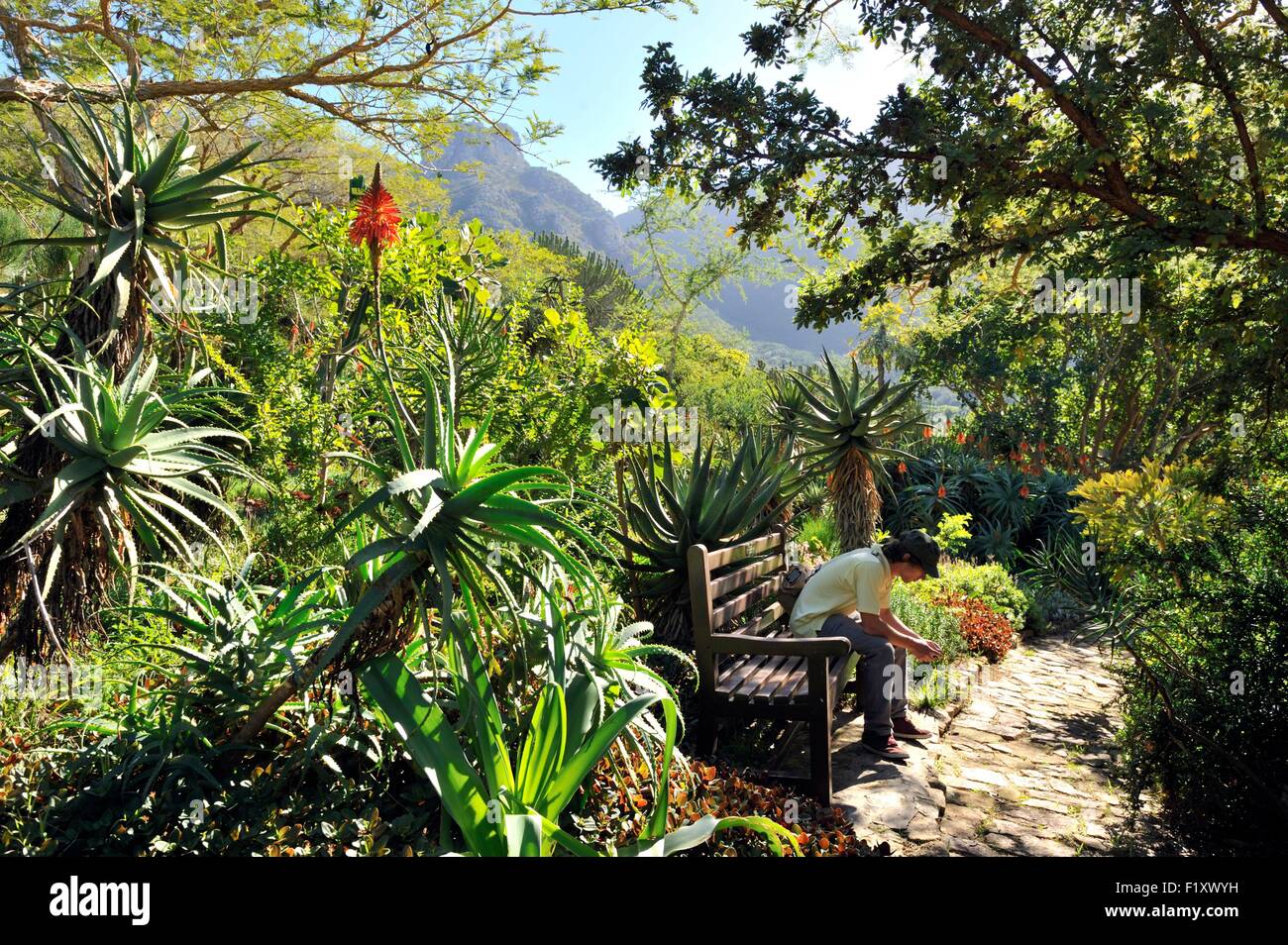 Südafrika, Western Cape, Cape Town, Kirstenbosch National Botanical Garden, Krantz Aloe (Aloe Arborescens) Stockfoto