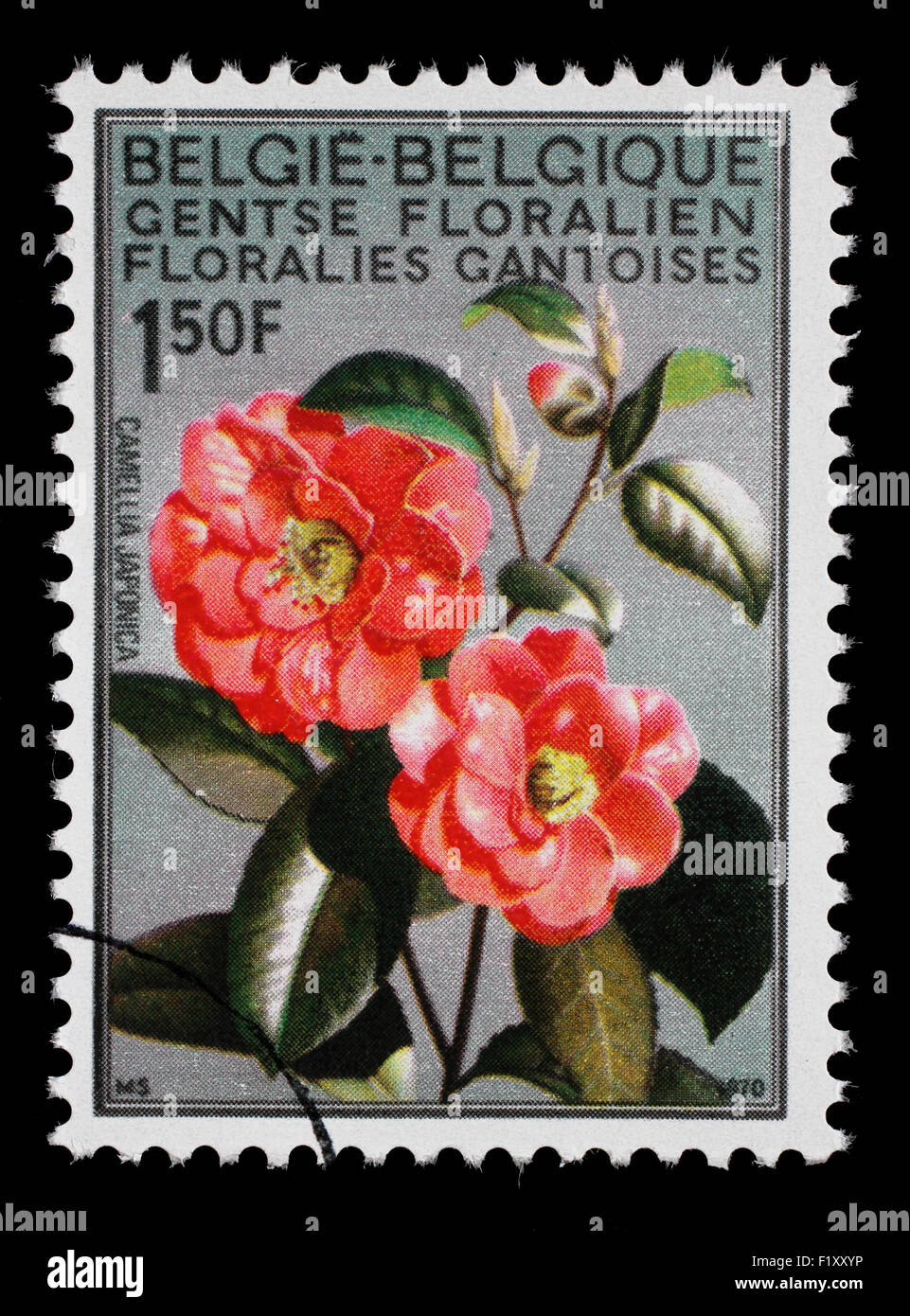 Belgien - CIRCA 1967: eine Briefmarke gedruckt im Belgien zeigt Camellia, Blume, Blume Weltausstellung in Gent, circa 1967 Stockfoto