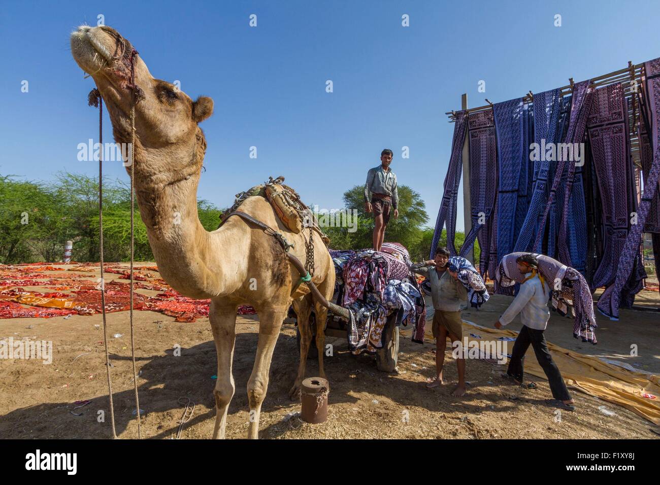 Indien, Rajasthan State Sanganer, Transport von Textilien auf einem Kamel Wagen Stockfoto