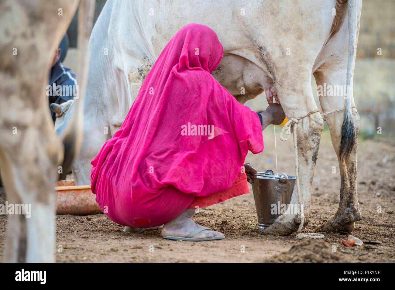 Indien, Rajasthan Zustand, Jaisalmer, Rinderfarm Stockfoto