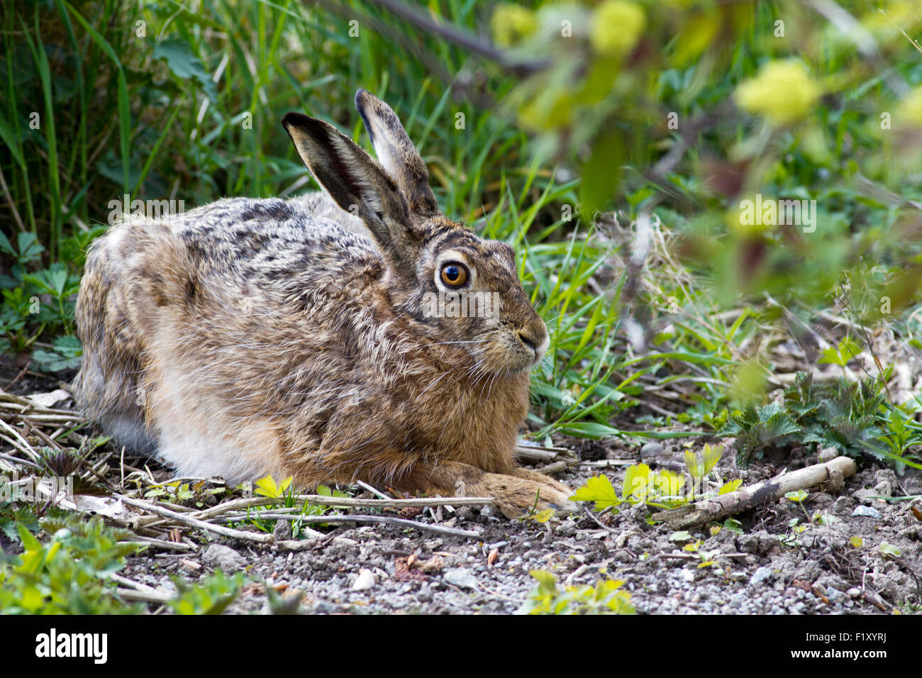 Kaninchen mit großen Ohren ruht Stockfoto
