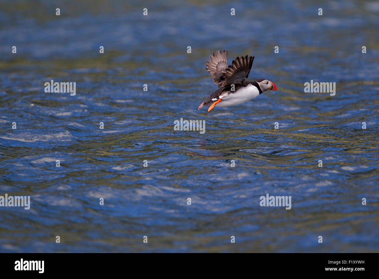 Papageientaucher (Alca Arctica) über Wasser fliegen Stockfoto