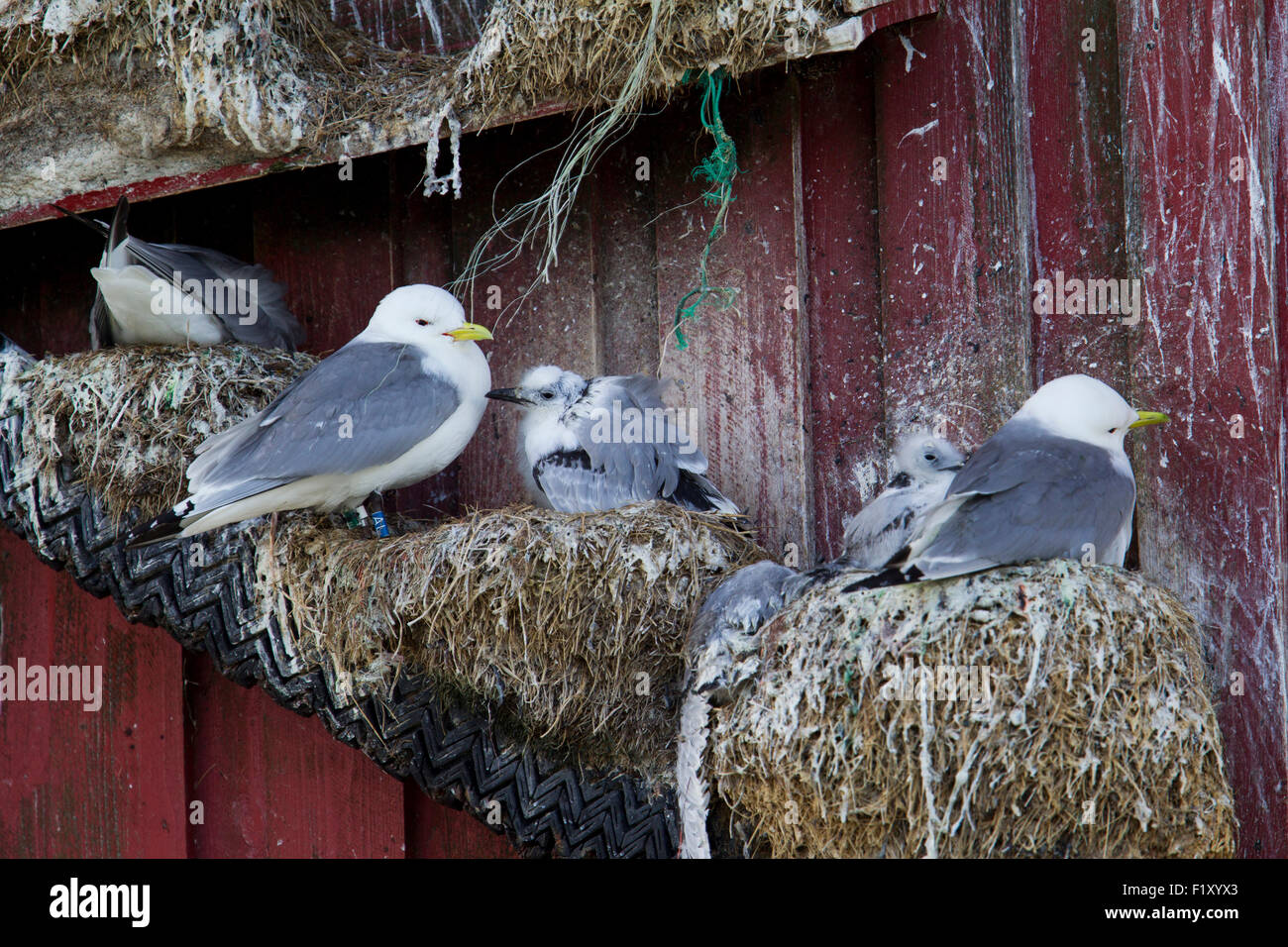 Nester der seltenen Dreizehenmöwen auf den Lofoten in Norwegen Stockfoto