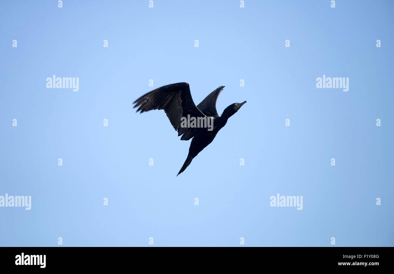 Thailand, indische Kormoran (Phalacrocorax Fuscicollis), fliegen Stockfoto