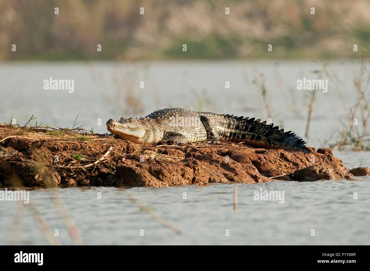 Thailand, siamesische Krokodil (Crocodylus Siamensis) Stockfoto