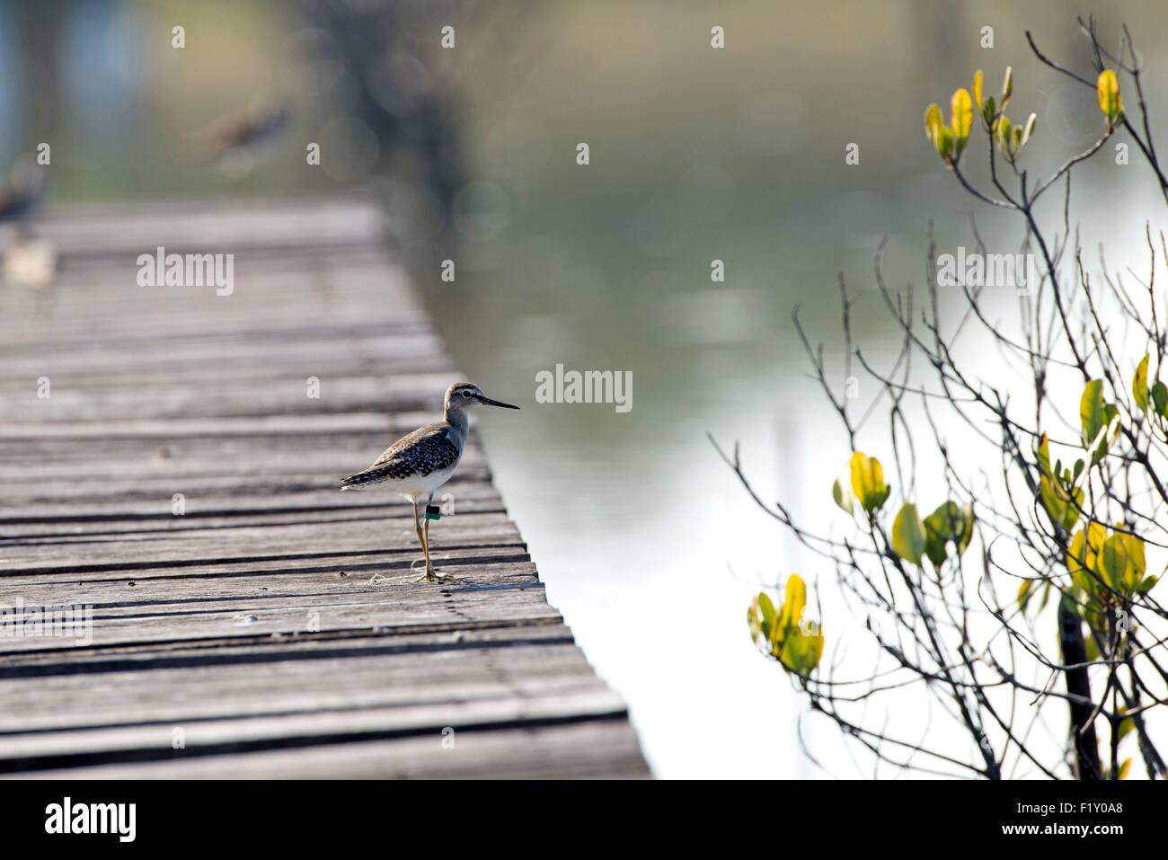 Bruchwasserläufer (Tringa Glareola) Stockfoto
