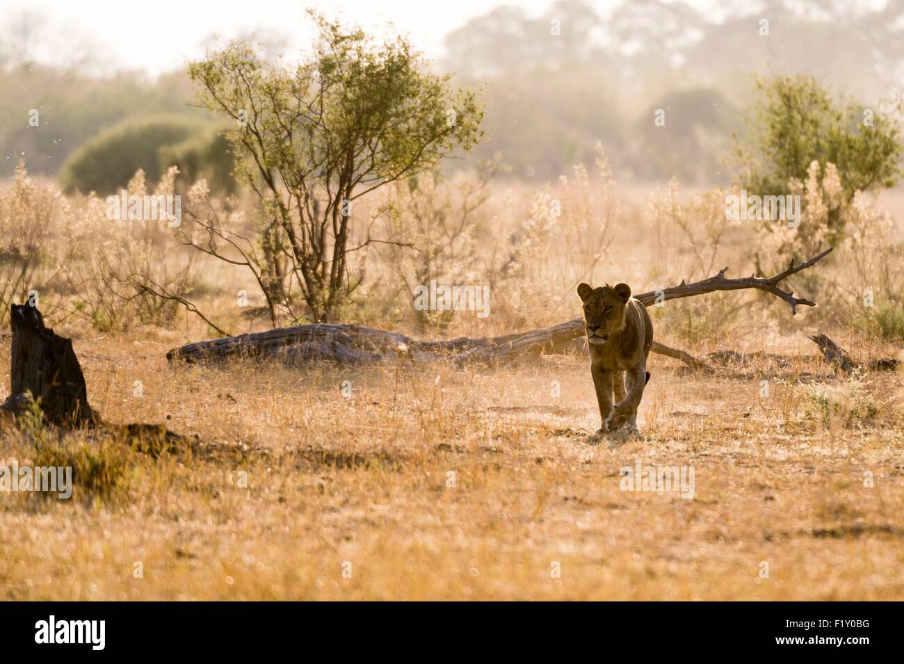 Botswana, Chobe National Park, Savuti Marsh, Löwe (Panthera Leo) Stockfoto