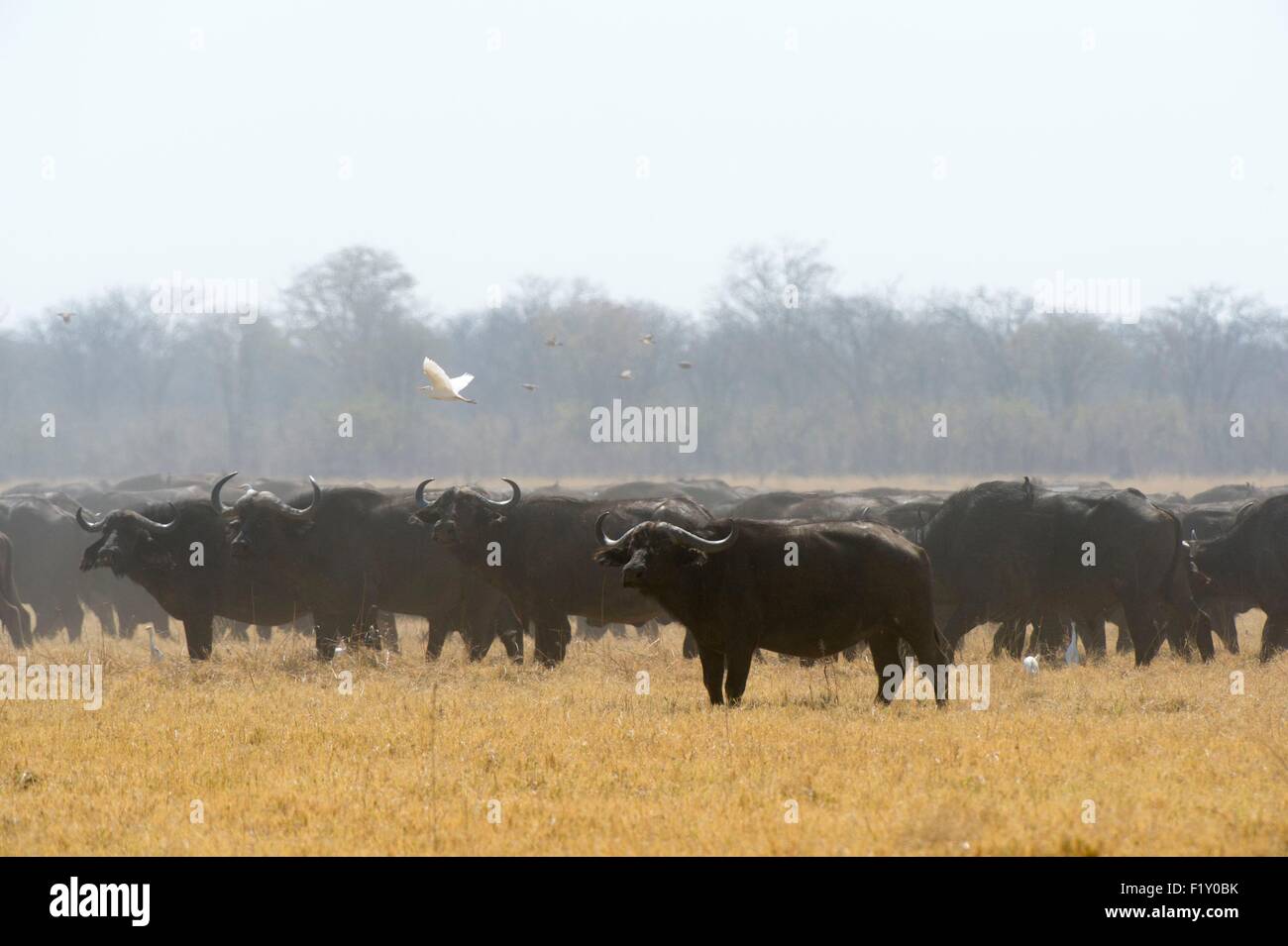 Botswana, Chobe National Park, Savuti Marsh Stockfoto