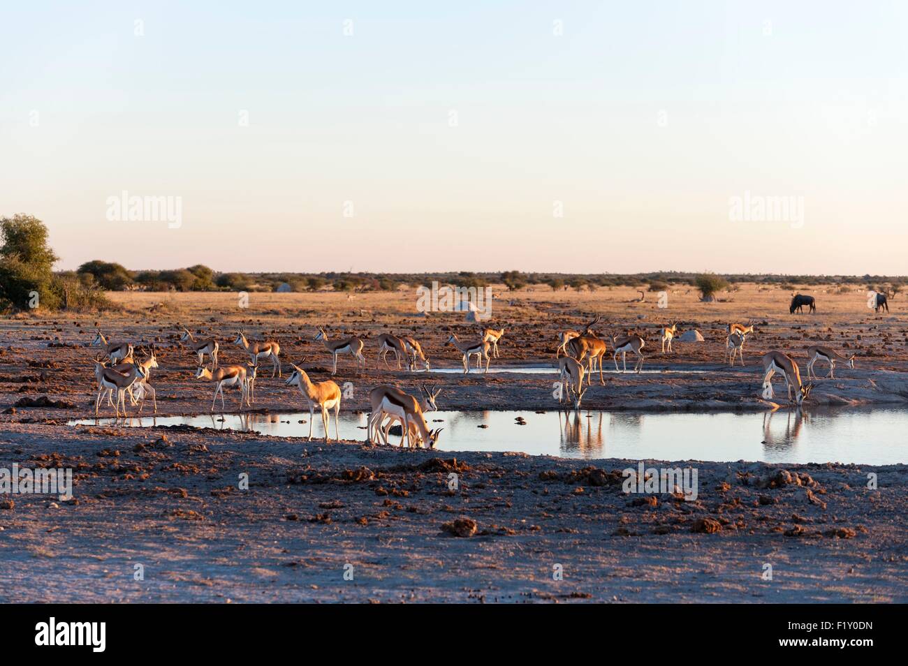 Botswana, Nxai Pan Nationalpark, Springbok (Antidorcas Marsupialis) am Wasserloch Stockfoto