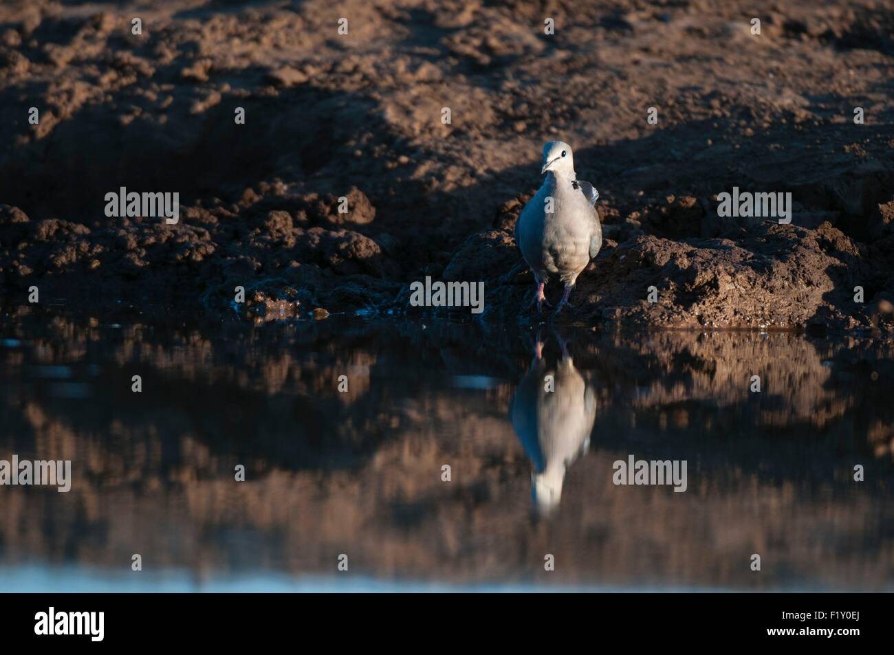 Botswana, Mashatu Wildreservat, Kap Turteltaube (Streptopelia Capicola) Stockfoto