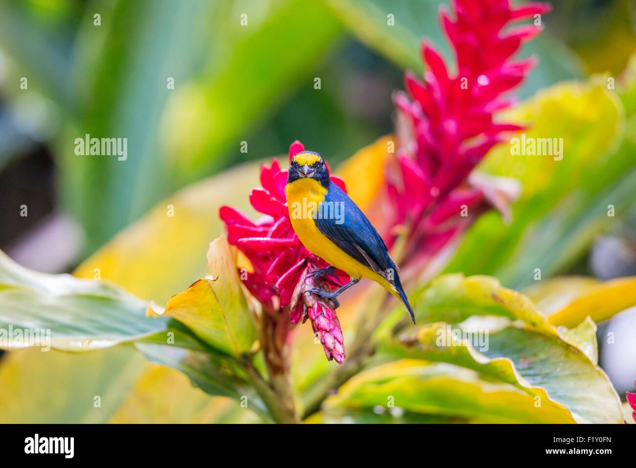 Costa Rica, Provinz Alajuela, Arenal, tropische Vogel Stockfoto