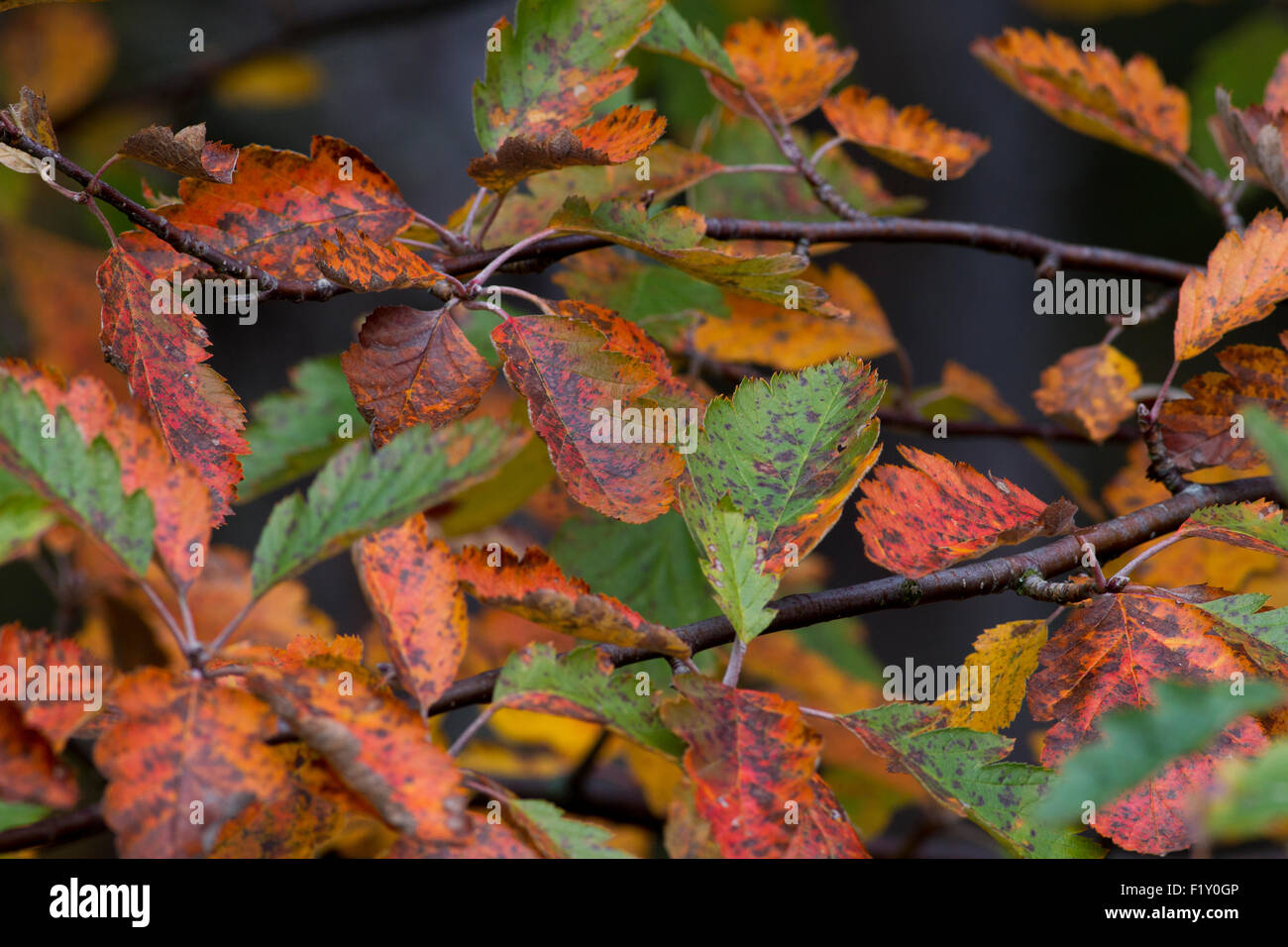 Herbst Bild mit vielen feinen Farbe aus Schweden Stockfoto
