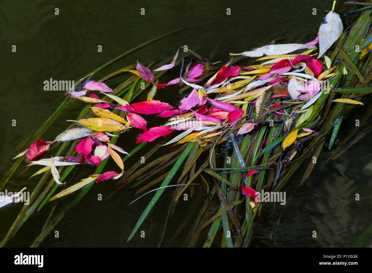 Herbst Bild mit vielen feinen Farbe aus Schweden Stockfoto