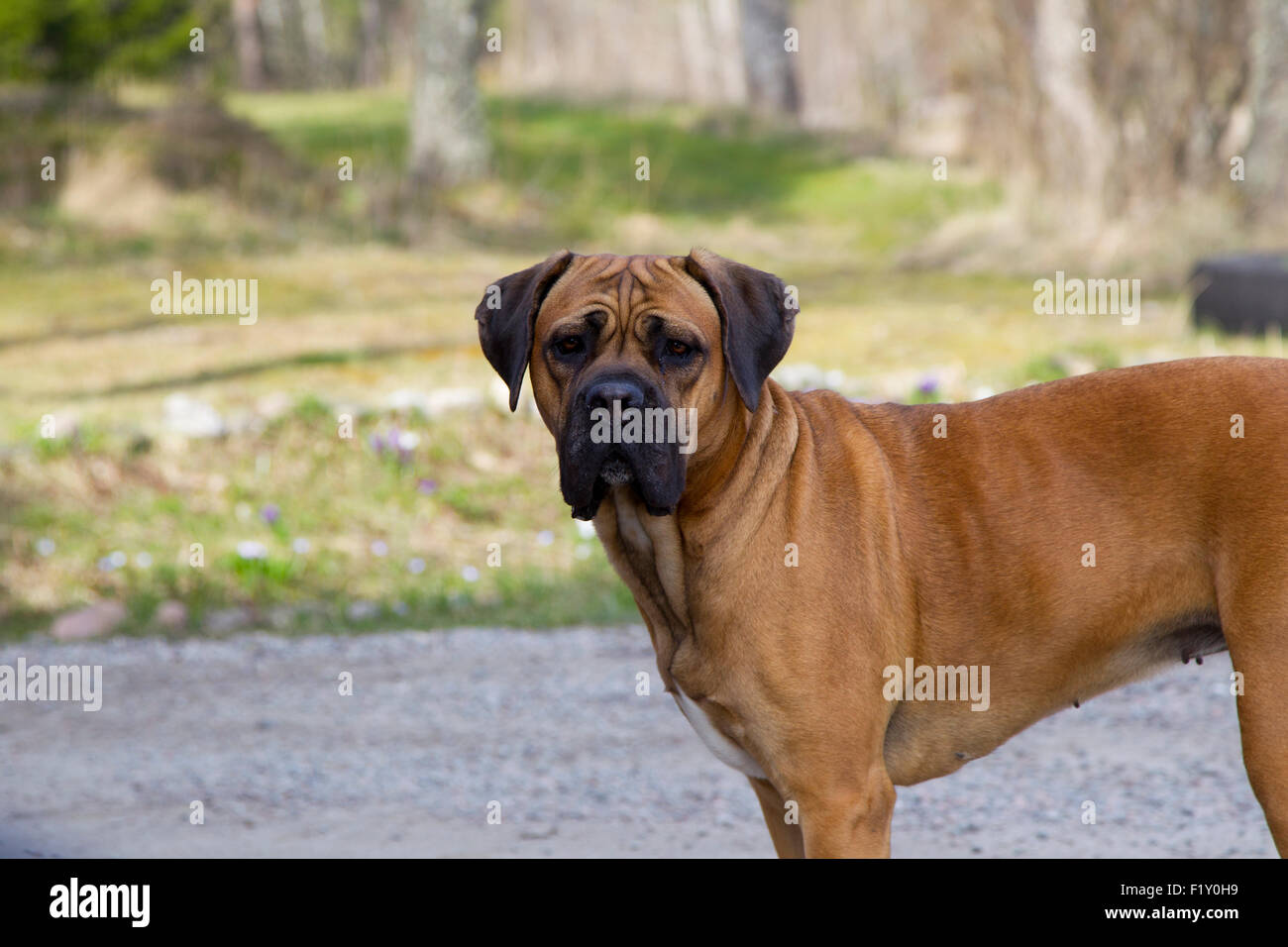 Ein großer Hund stehen und schauen, Fotograf Stockfoto