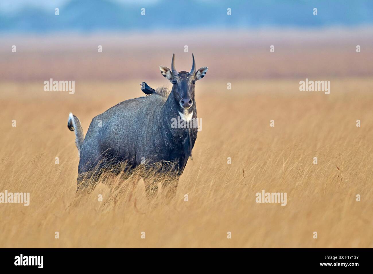 Indien, Bundesstaat Gujarat, Blackbuck National Park, Nilgai oder indischen Bull oder blaue Antilope (Boselaphus Tragocamelus), männliche und ein Drongo auf der Rückseite, Parasiten und Insekten essen Stockfoto
