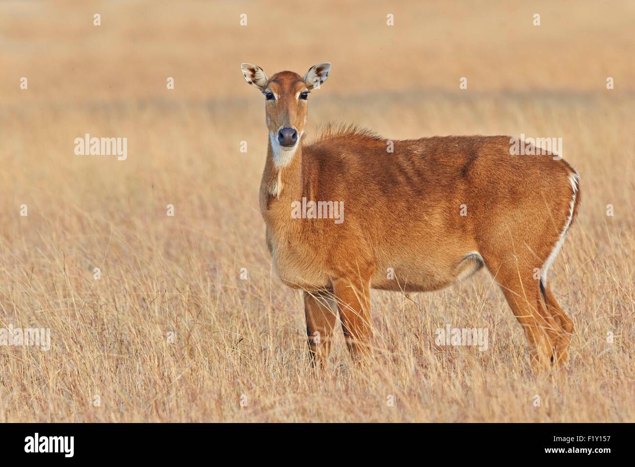 Indien, Bundesstaat Gujarat, Blackbuck Nationalpark, Nilgai oder indischen Bull oder blaue Antilope (Boselaphus Tragocamelus), Weiblich Stockfoto