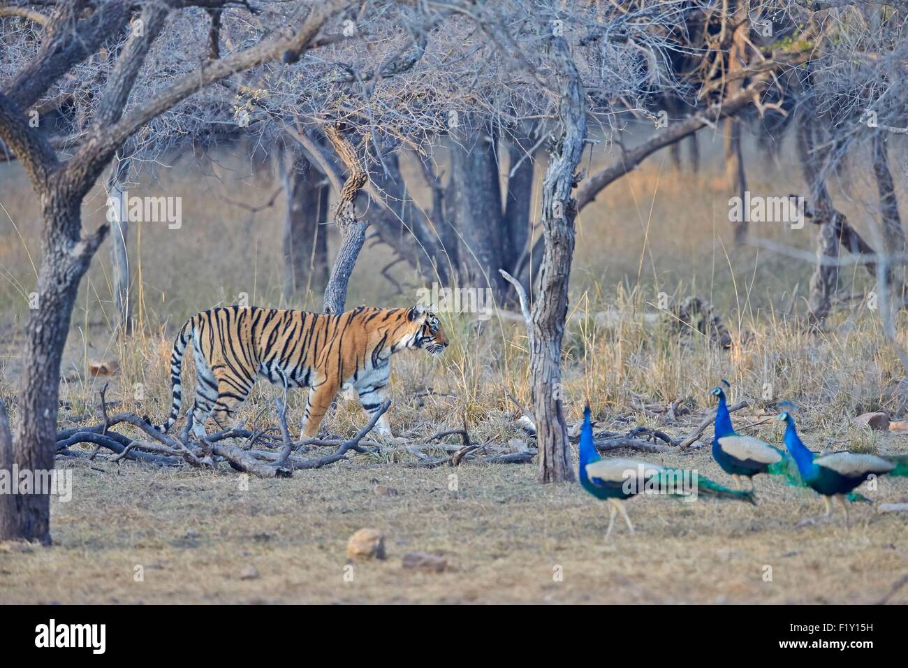 Indien, Rajasthan Zustand, Ranthambore Nationalpark, Bengal-Tiger (Panthera Tigris Tigris), mit Pfau Stockfoto