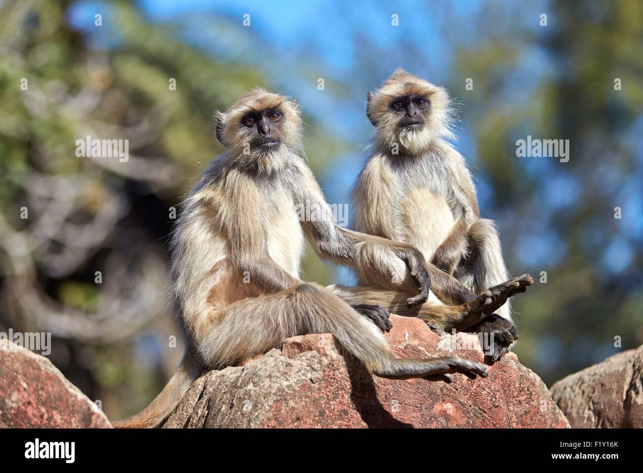 Indien, Bundesstaat Rajasthan, Ranthambore Nationalpark, Hanuman-Languren (Semnopithecus Entellus), Stockfoto