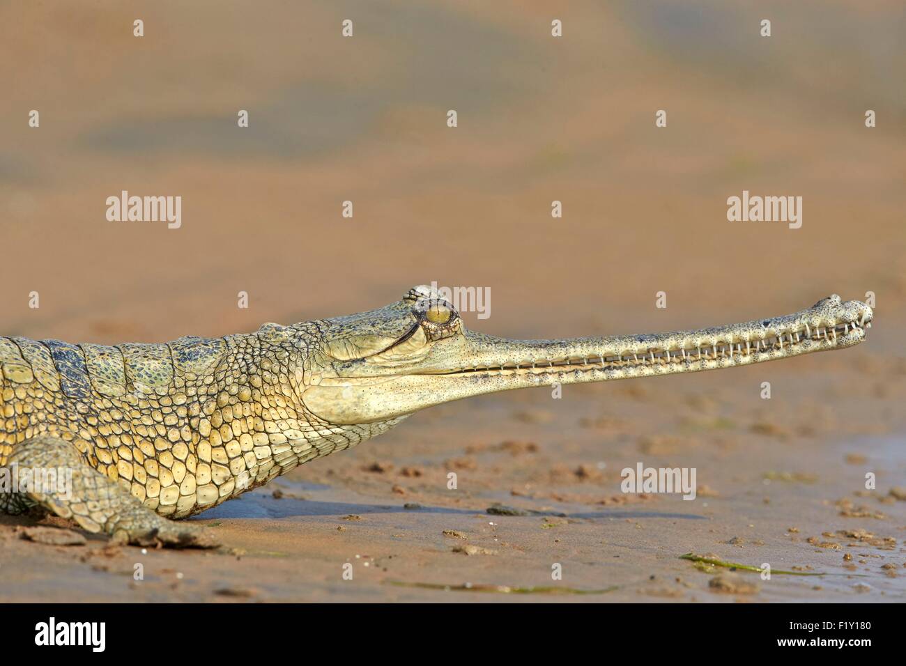 Indien, Bundesstaat Uttar Pradesh, Chambal River, Gangesgavial (Gavialis Gangeticus), auf dem Sand des Flusses Stockfoto