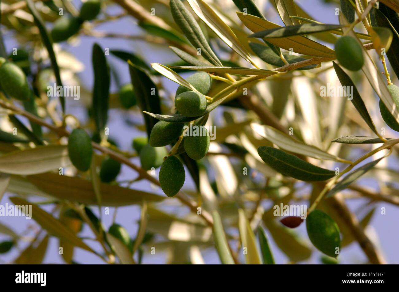 Frankreich, Herault, Olivier mit Früchten (Olea Europaea) Stockfoto