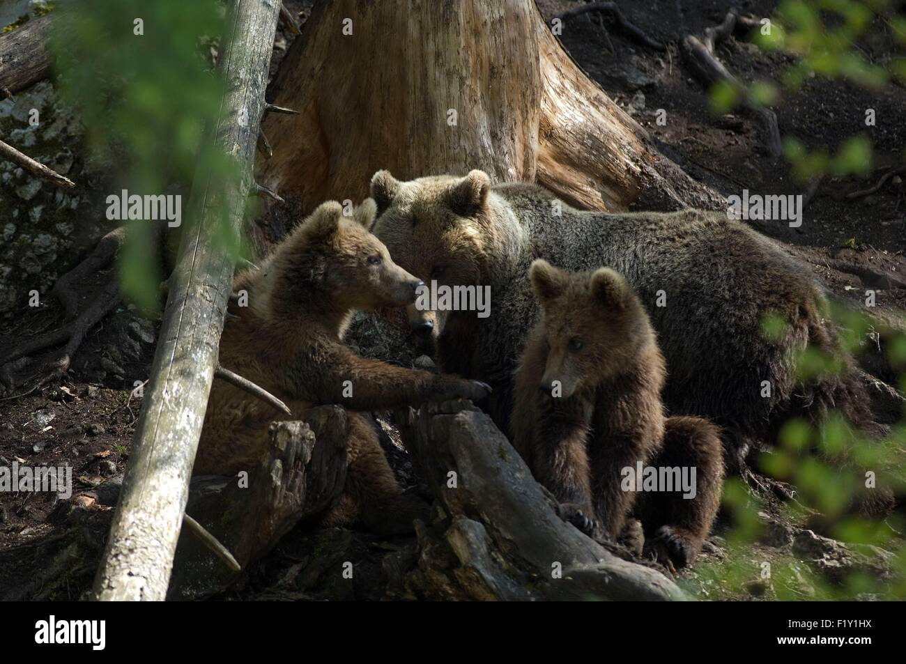 Braunbär (Ursus Arctos) mit zwei jungen Stockfoto