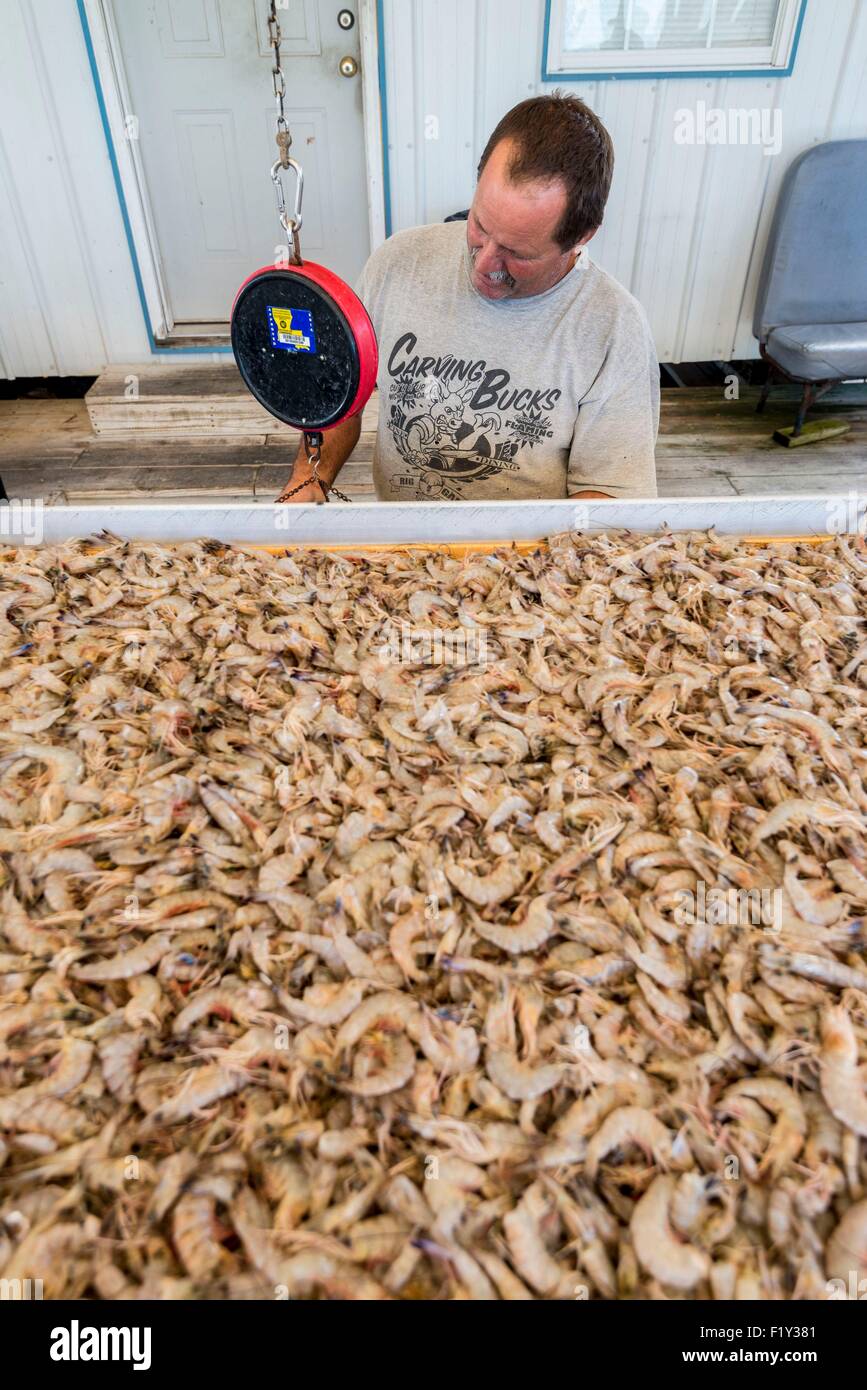 USA, Louisiana, Cocodrie, entladen Garnelen über Louisiana Stockfoto
