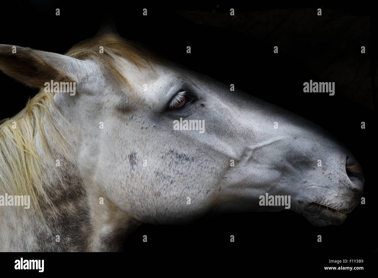 White Horse Head isoliert auf schwarz Stockfoto