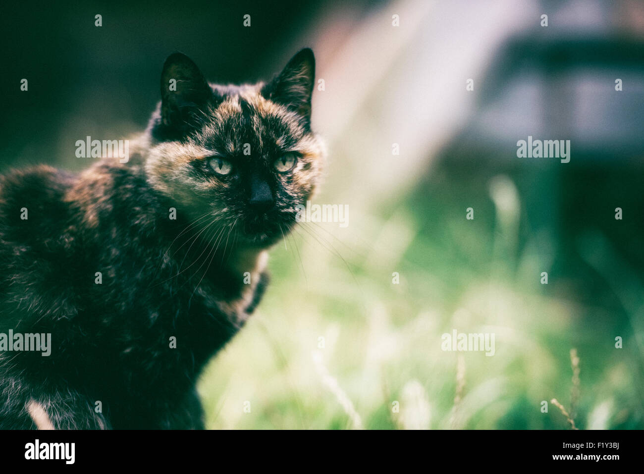 Film-Stil körnig Schuss Hauskatze Stockfoto