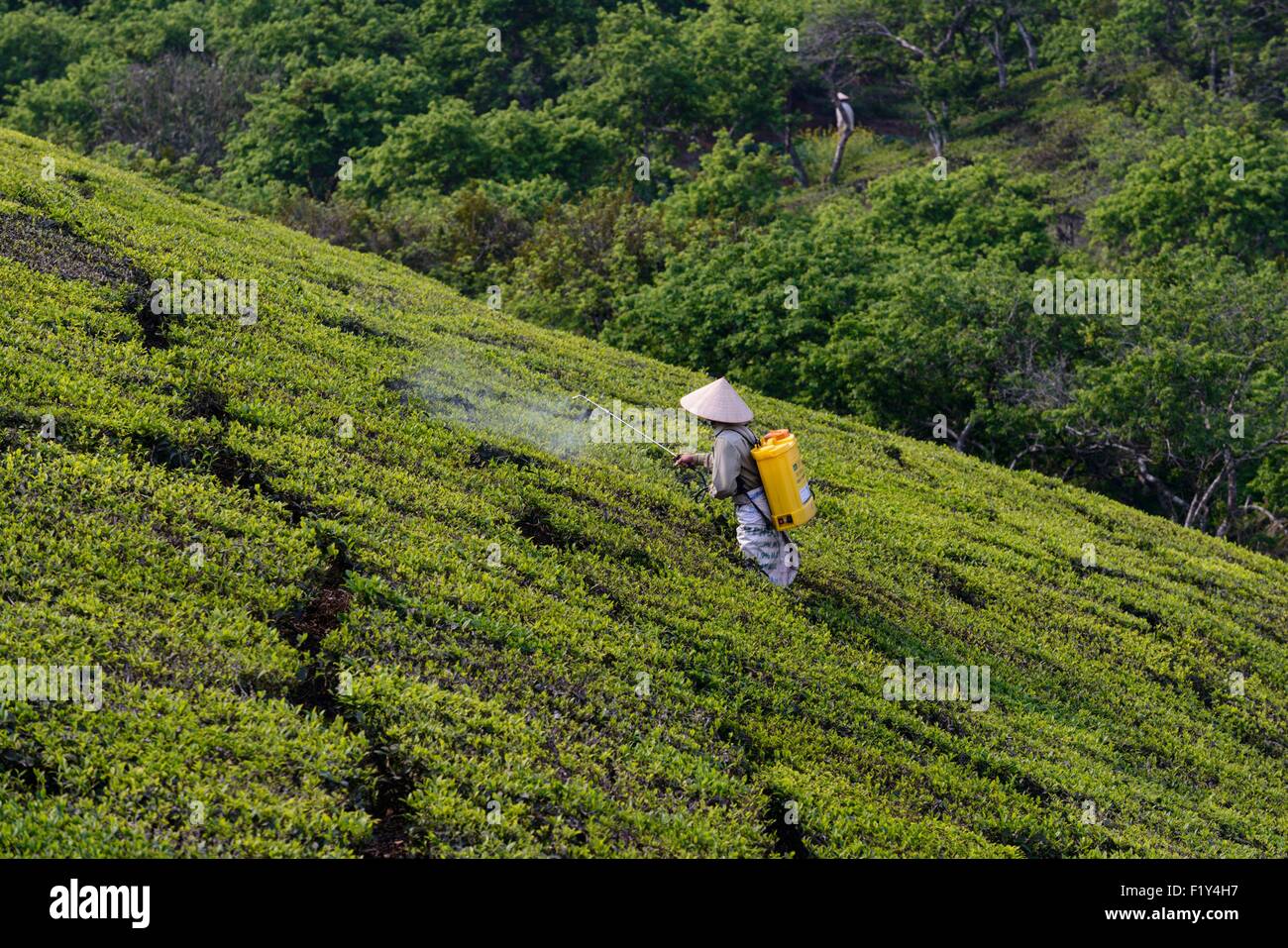 Vietnam, Son La Provinz, Moc Chau, arbeiten in Teeplantagen in Terrassen Stockfoto