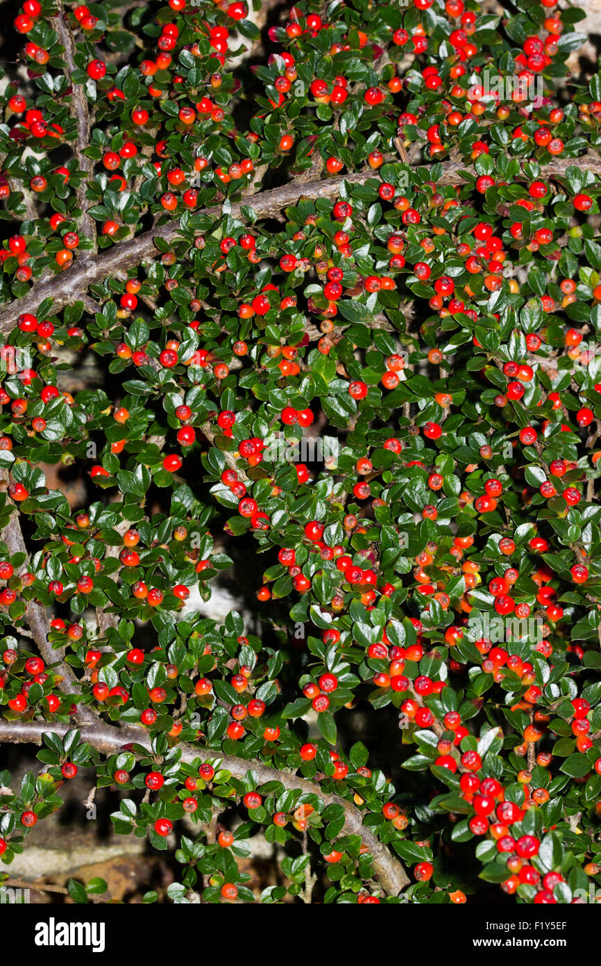 Flach, Zweigen und roten Herbst Beeren der Zwergmispel Horizontalis gewachsen als selbst unterstützen Wand Strauch Stockfoto