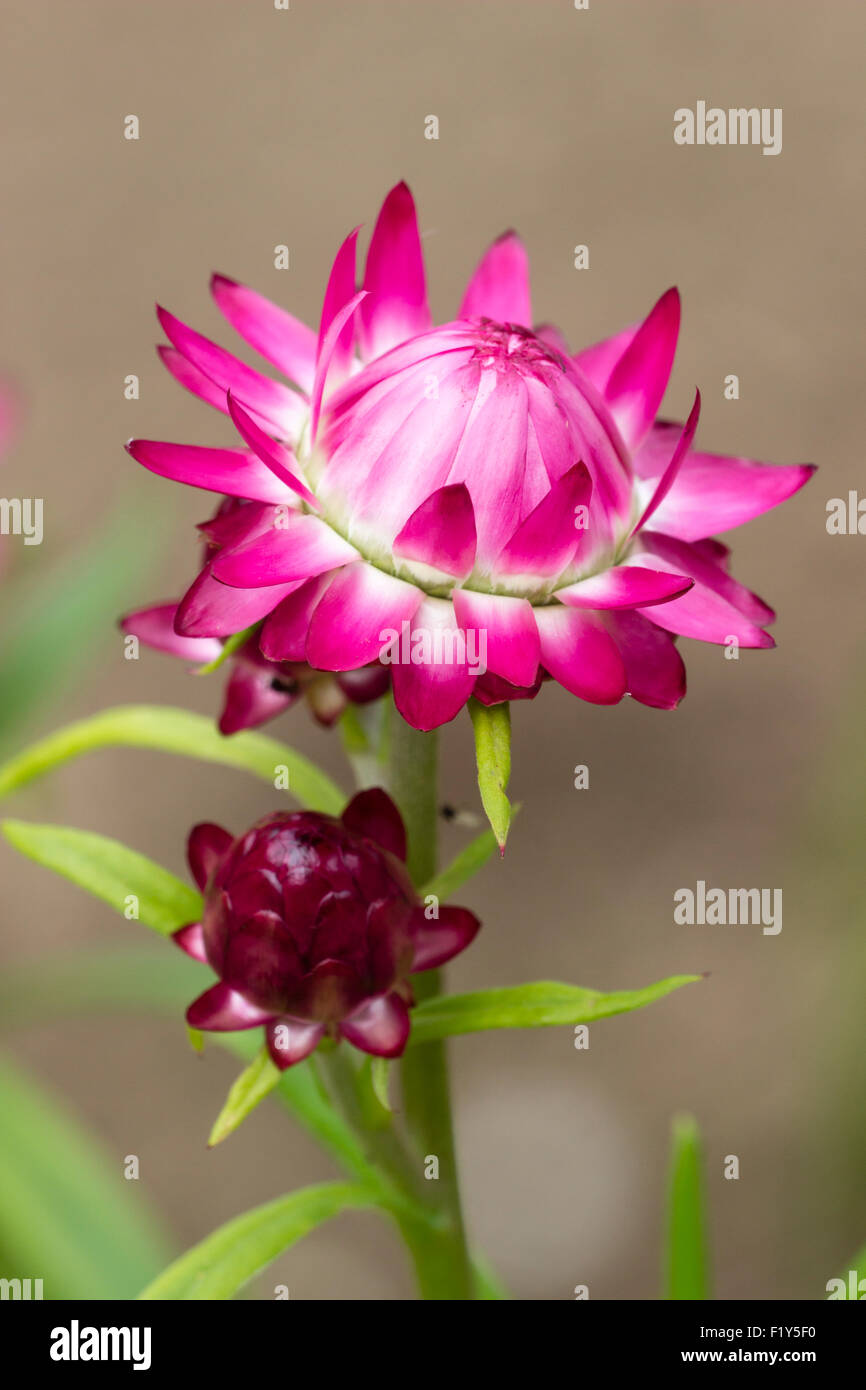 Blüte und Knospe einer rosa Form von Stroh Blume ewigen jährliche, Helichrysum Bracteatum öffnen Stockfoto