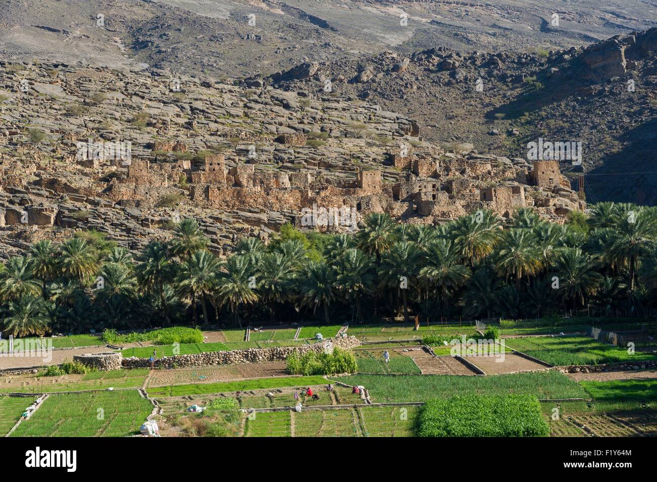 Oman, Djebel Shams, Wadi Ghul, altes Dorf und Palmenhain Stockfoto