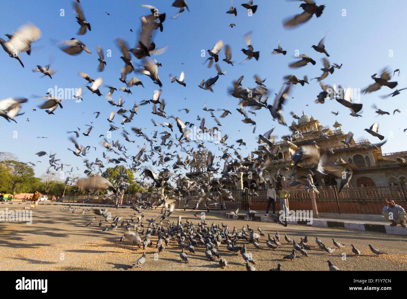 Indien, Rajasthan State, Jaipur, Tauben vor dem Central-Museum (Albert Hall Museum) Stockfoto