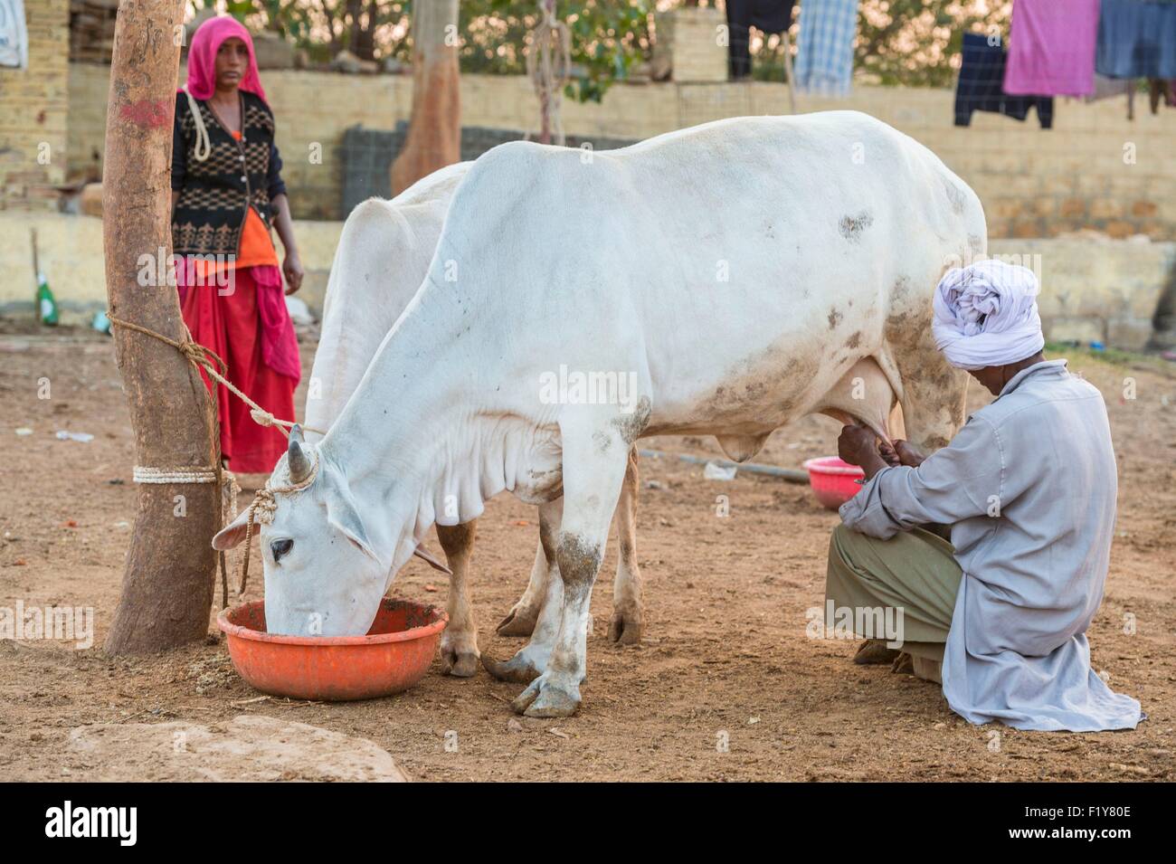 Indien, Rajasthan Zustand, Jaisalmer, Rinderfarm Stockfoto