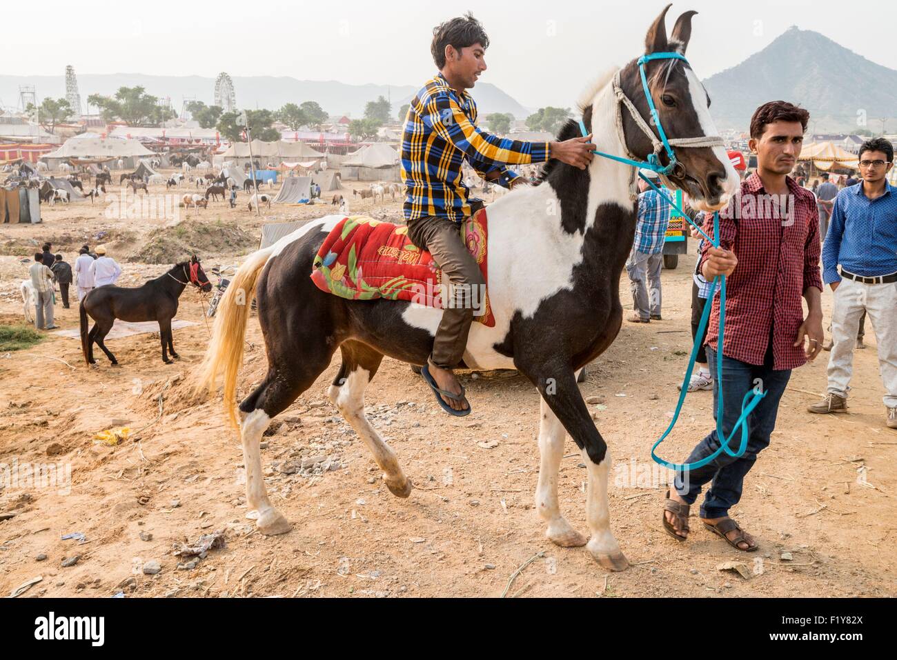 Indien, Rajasthan Zustand, Pushkar, Marwari Pferde zu extrem hohen Preisen an die Pushkar-Vieh fair verkaufen Stockfoto