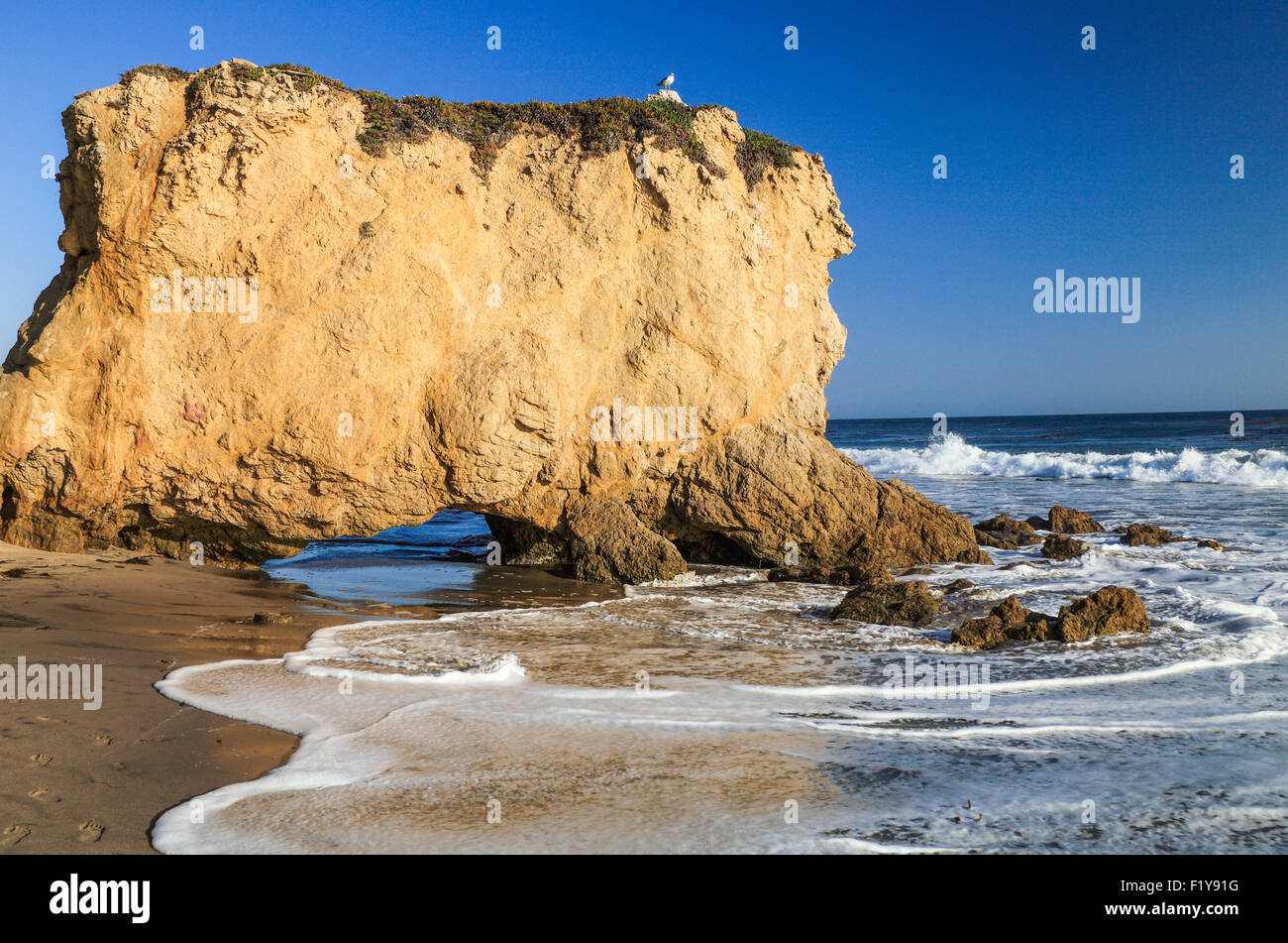 Vogel auf Felsformation El Matador State Beach in Süd-Kalifornien Stockfoto