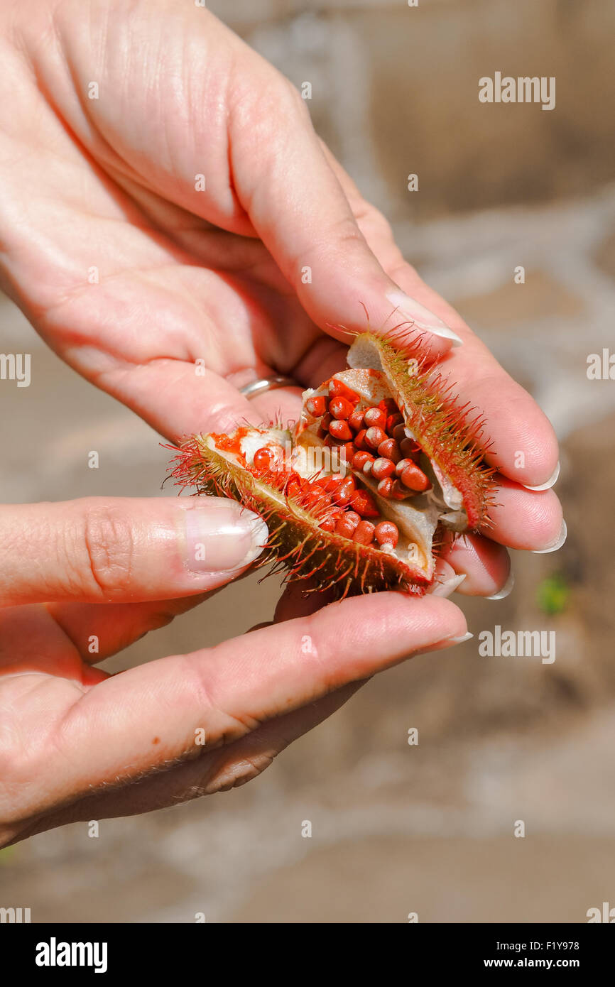 Ein Beispiel für Bixa Orellana Frucht, mit seinen Samen verwendet, um natürliche rote Teinture, halten in Frauenhand Stockfoto