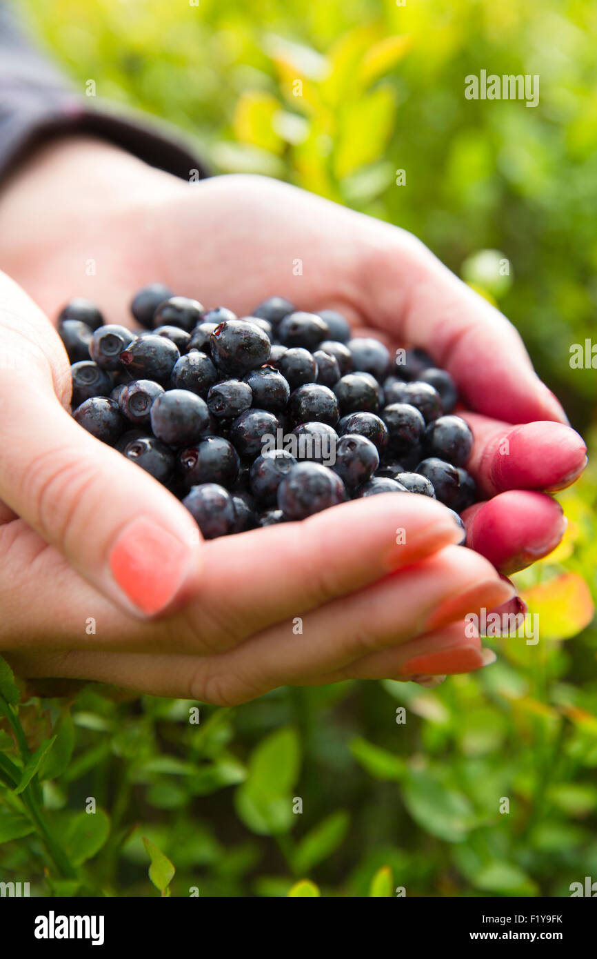 Frau im Wald gesunde Blaubeeren pflücken Stockfoto