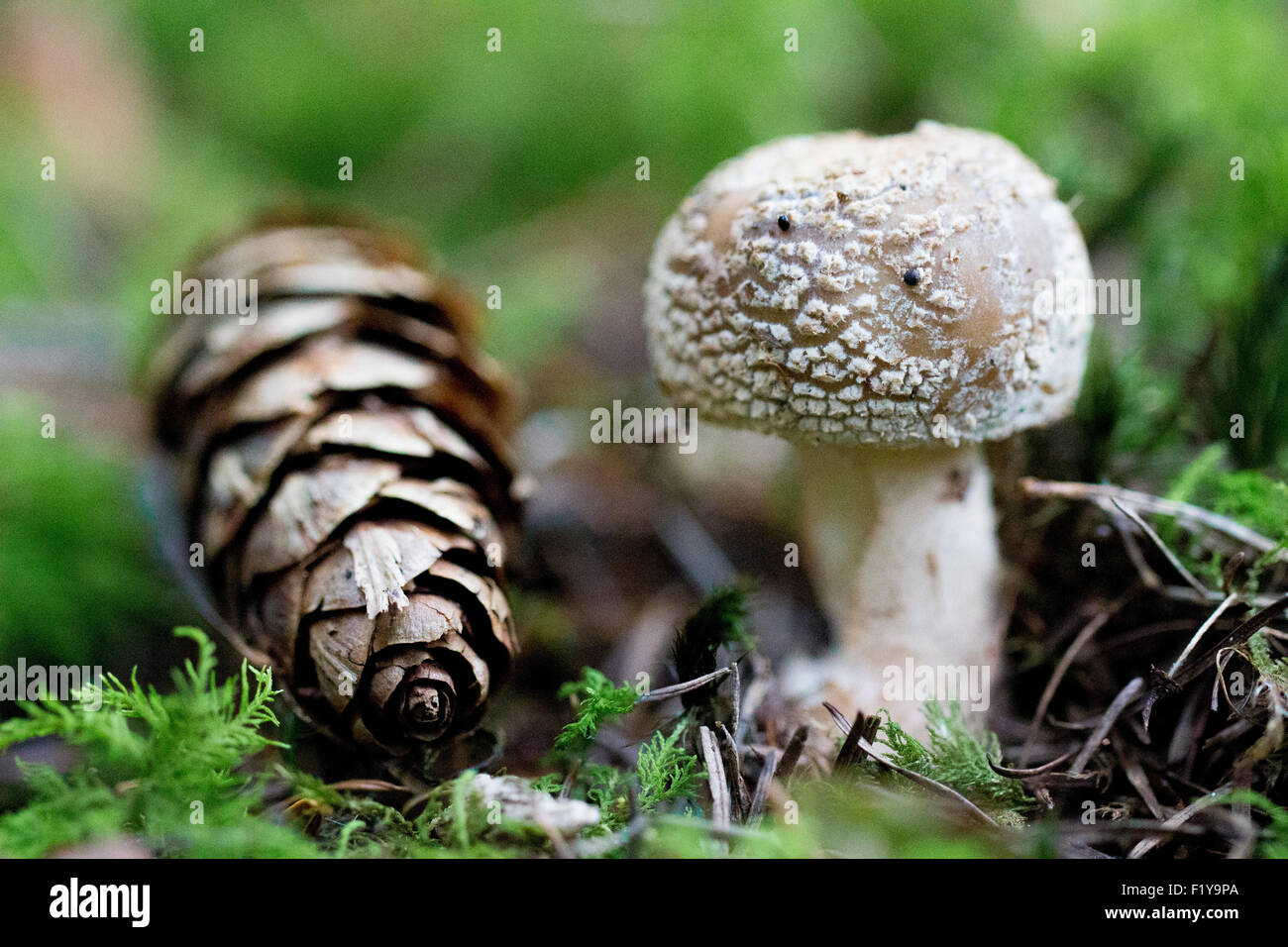 Blusher Pilz Amanita Rubescens Stockfoto