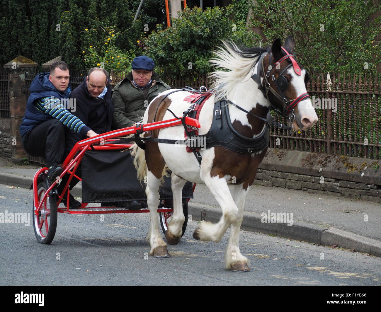 drei Männer in ein Pferd gezeichneten Falle Trab auf der Straße bei der berühmten jährlichen Reisende treffen am Appleby Horse Fair, Cumbria, England UK Stockfoto
