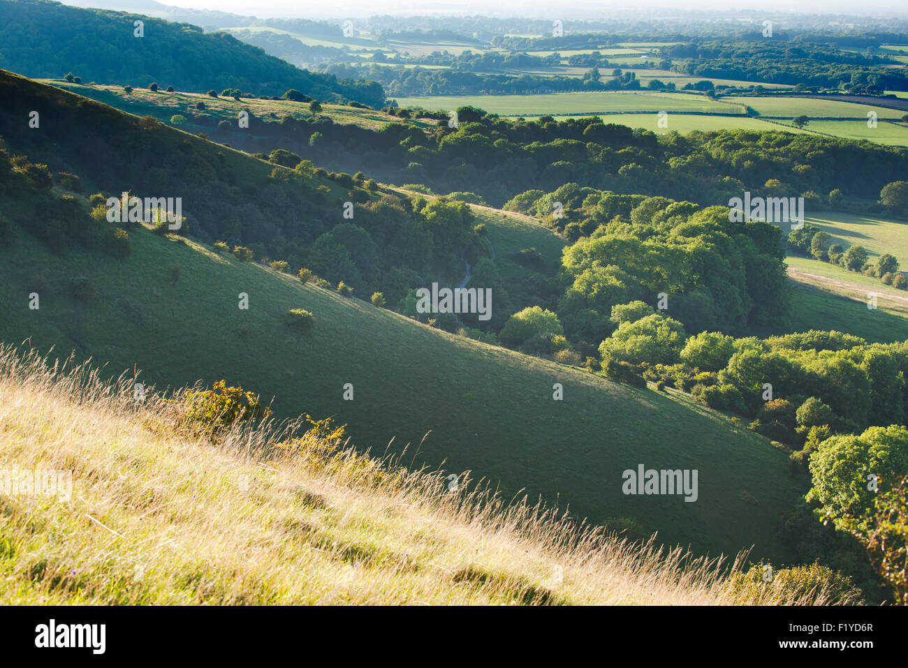 Die South Downs Böschung in der Nähe von Ditchling auf einen Spätsommer-Nachmittag, East Sussex, UK Stockfoto