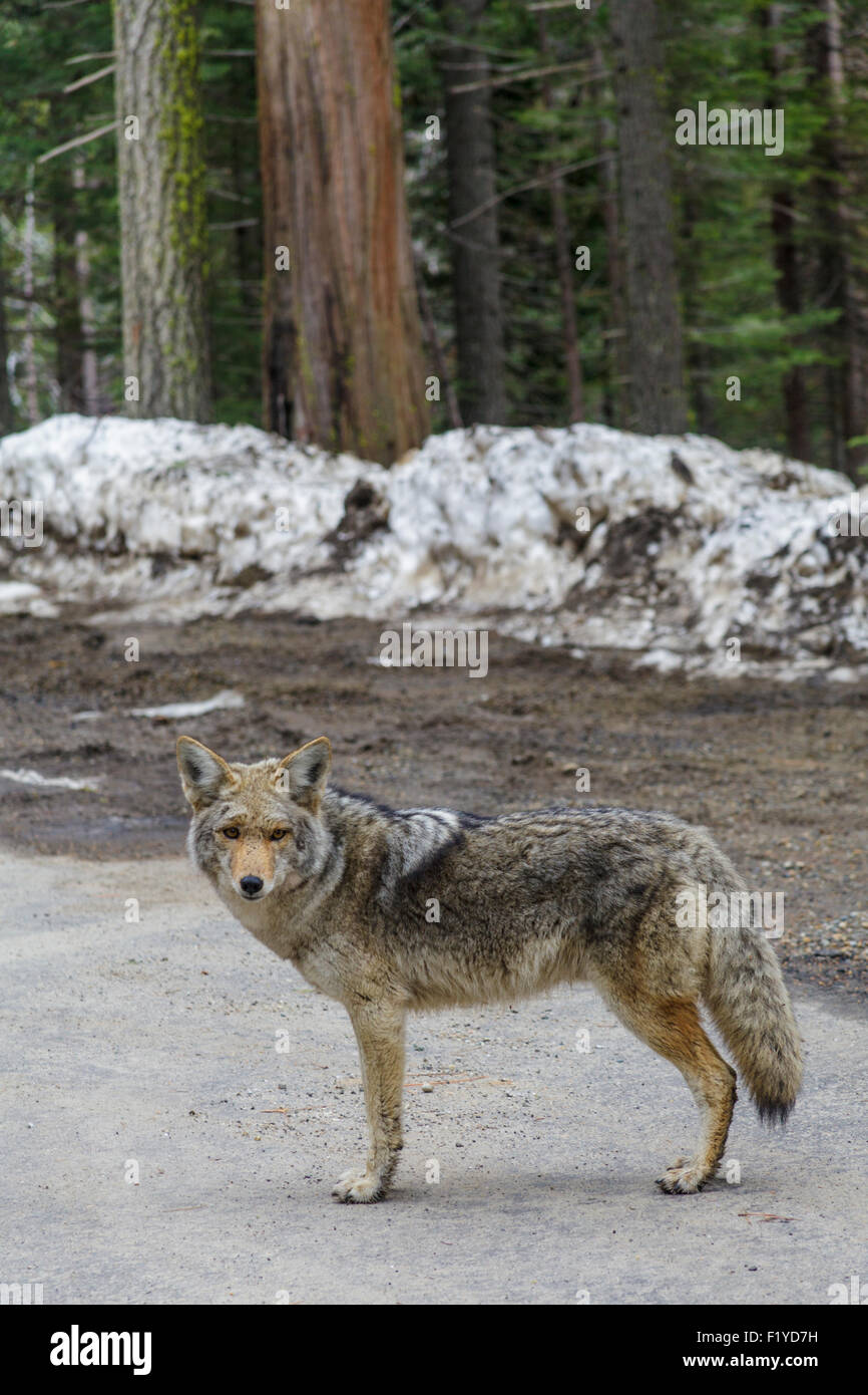 Kojote im Yosemite National Park Stockfoto