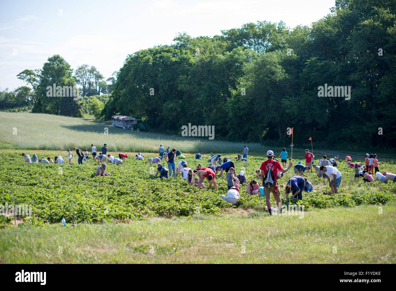 Erdbeer-Pflücken bei Butler's Orchard Germantown Maryland | GERMANTOWN, Maryland — Besucher pflücken reife Erdbeeren auf den Feldern von Butler's Orchard während der Hauptsaison für Erdbeeren. Der familiengeführte Bauernhof, eingebettet in die sanfte Landschaft von Montgomery County, bietet ein beliebtes Pflück-dein-eigenes-Erlebnis als Teil seiner Agrartourismus-Attraktionen. Stockfoto
