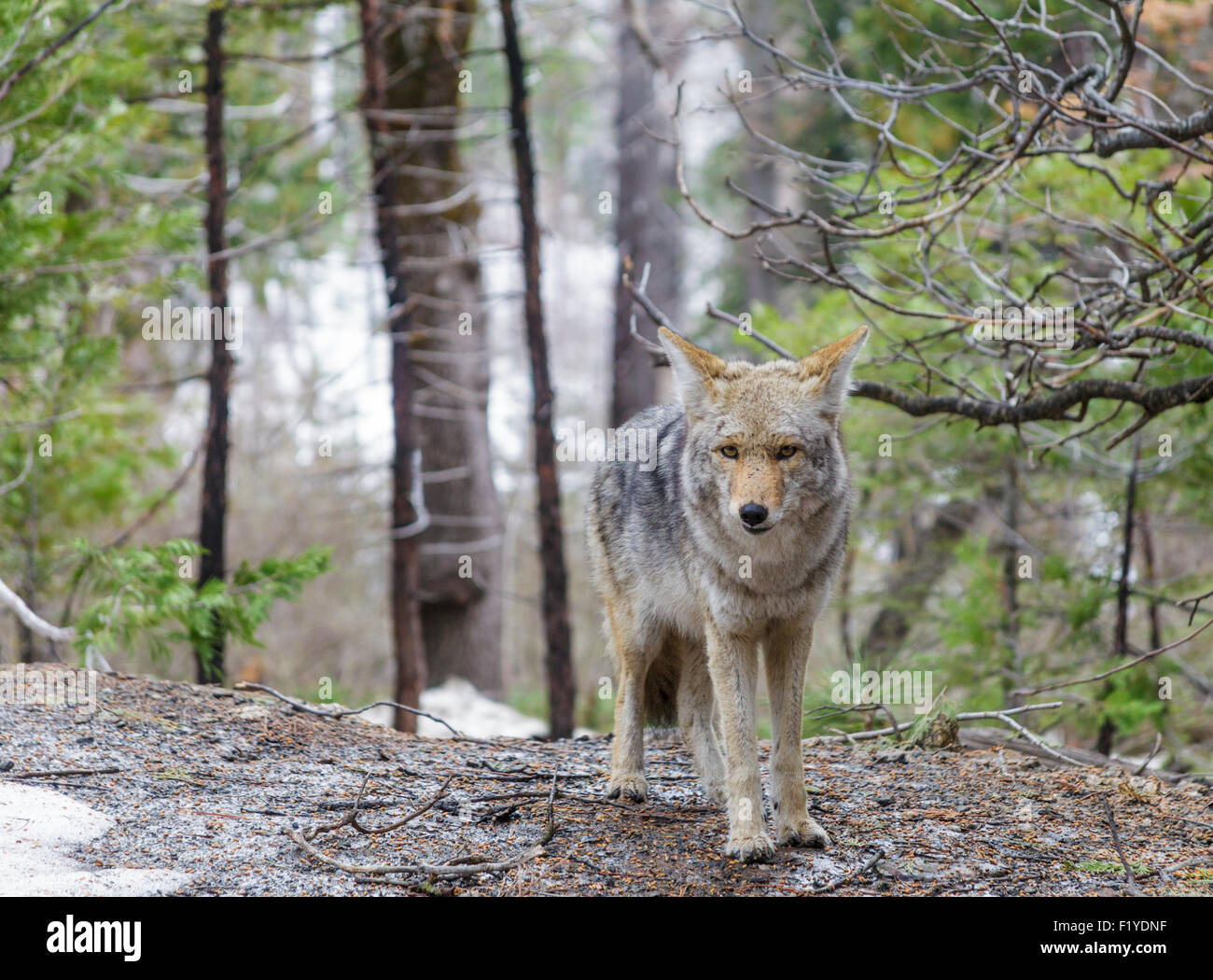 Kojote im Yosemite National Park Stockfoto