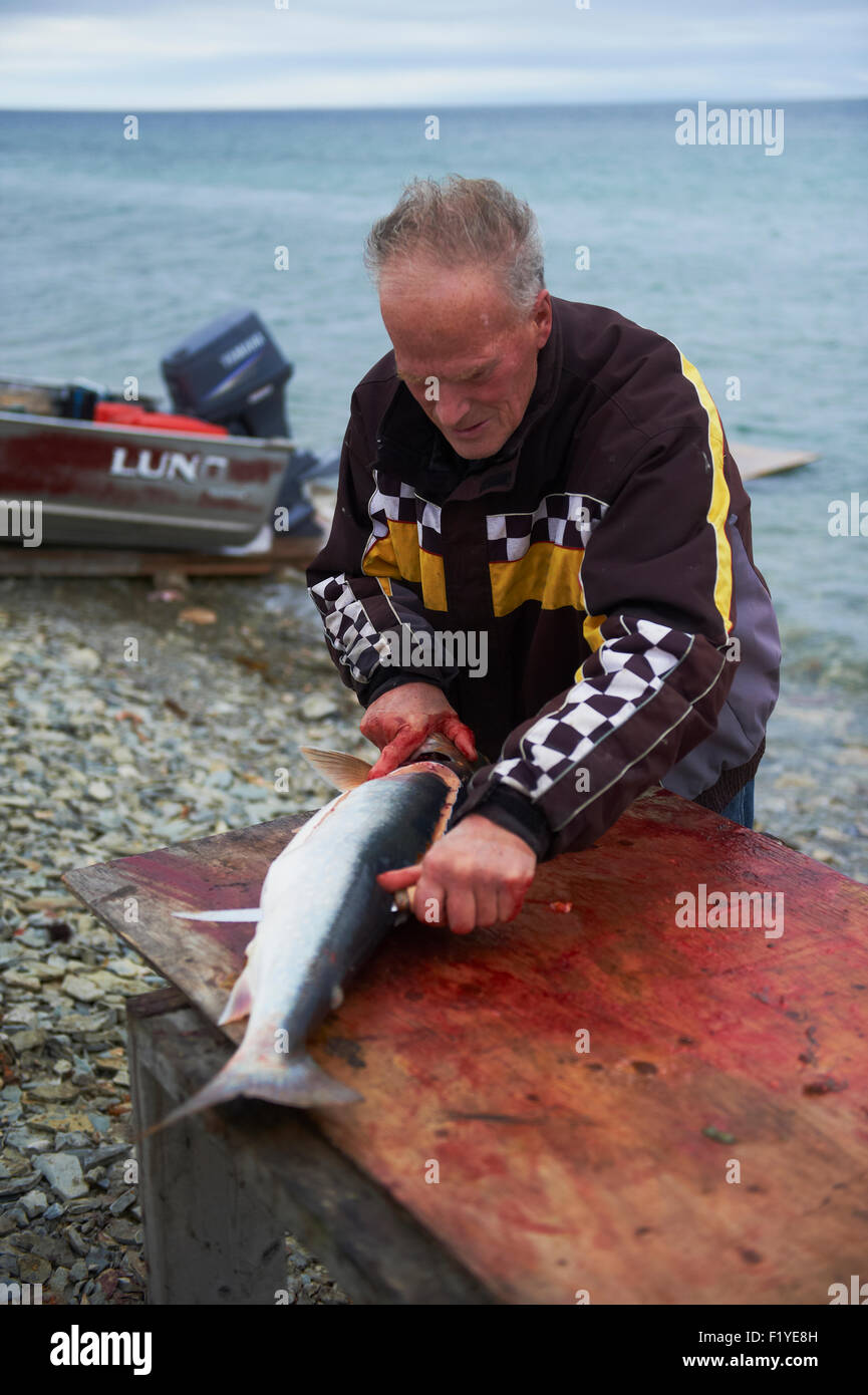 Seesaibling, Filetieren, Nunavut, Kanada, Arktis Stockfoto